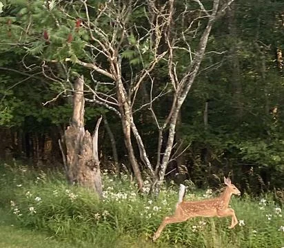 Fawn finding her legs Stock Photos