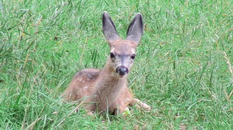 Fawn Stock Footage 284001