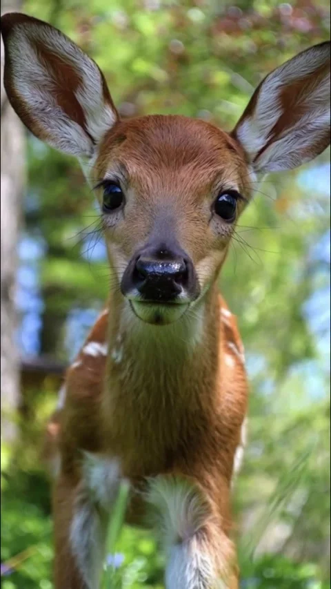 Fawn in the Forest 库存影片 334360088