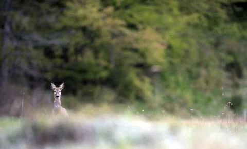 Fawn in the forest Stock Photos