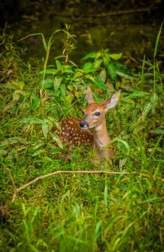 Fawn in the forest Stock Photos