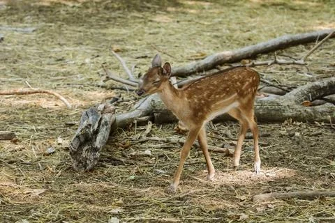 Fawn in the forest Stock Photos