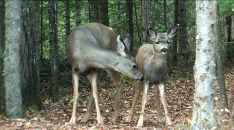 Fawn getting the once over Video stock 86586