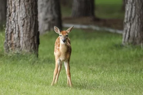 Fawn in the grass faces the camera. Stock Photos