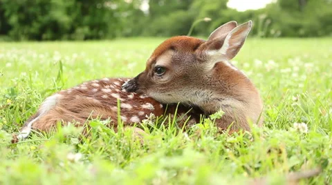 Fawn in Grass Stock Footage 5503947