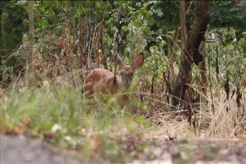 Fawn Grazes In Woods Видео 11960317
