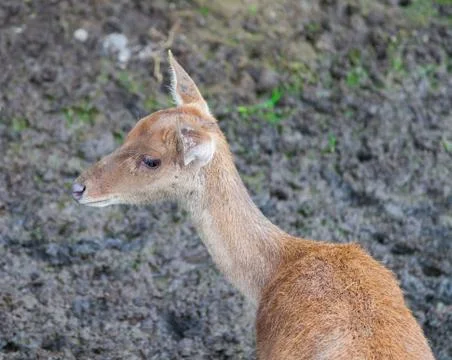 Fawn Headshot Foto stock