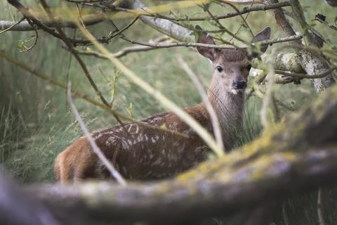 Fawn hiding Foto stock