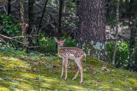 Fawn by itself in the forest Stock Photos