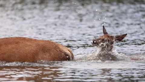 Fawn jumping in water SM Stock-Footage 322599835
