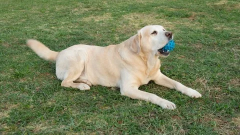 Fawn labrador retriever dog lying on green grass plays with blue ball. Stock Footage 239899452