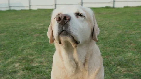 Fawn Labrador retriever dog sniffs the smells around. Stock Footage 240068241