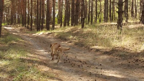 Fawn labrador running after stick while walking in forest Stock Footage 161142249