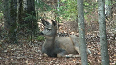 Fawn laying down Stock Footage 86572