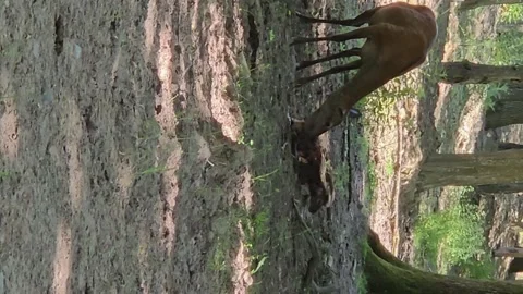 Fawn licked by Doe Mother Vertical Shot Stock Footage 338314897