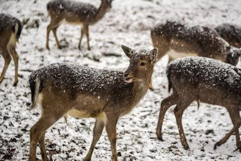 A fawn looking back to the rest of the herd Stock Photos