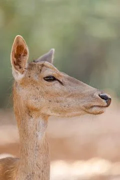 A Fawn is looking at camera. Deer Stock Photos
