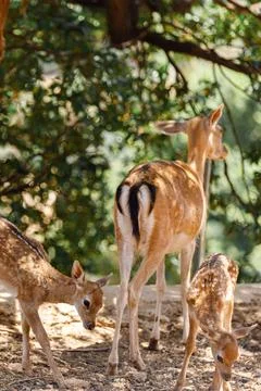 A Fawn is looking at camera. Deer Stock Photos