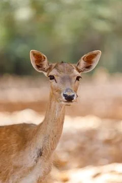 A Fawn is looking at camera. Deer Stock Photos