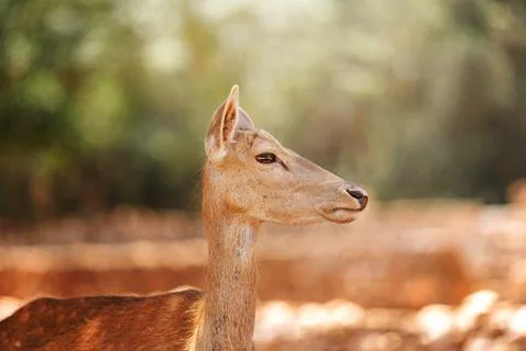 A Fawn is looking at camera. Deer Stock Photos