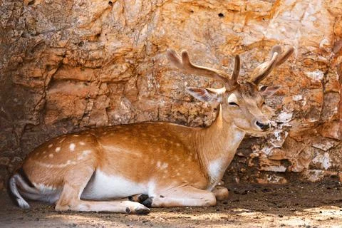 A Fawn is looking at camera. Deer Stock Photos
