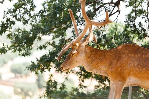 A Fawn is looking at camera. Deer Stock Photos