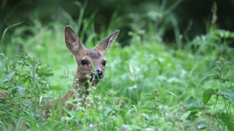 Fawn is looking out of high grass Stock Footage 276162041
