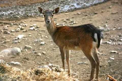 Fawn looking Stock Photos