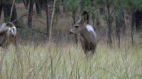 A Fawn Looks Towards the Camera as a Doe Walks in the Background Stock Footage 50000244