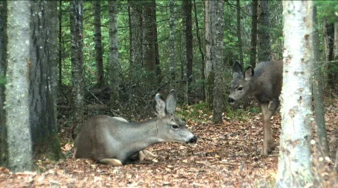 Fawn makes mom get up Stock Footage 86592