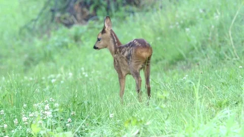 Fawn on a meadow in summer Stock Footage 276162044