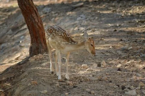 Fawn in the nature of an enclosed Stock Photos