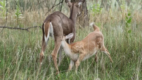Fawn Nursing from Its Mother Video stock 344688752