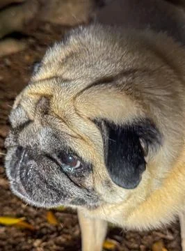 Fawn old pug with an eye patch Stock Photos