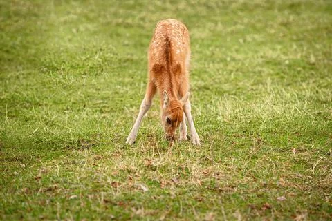 Fawn on the pasture Stock Photos