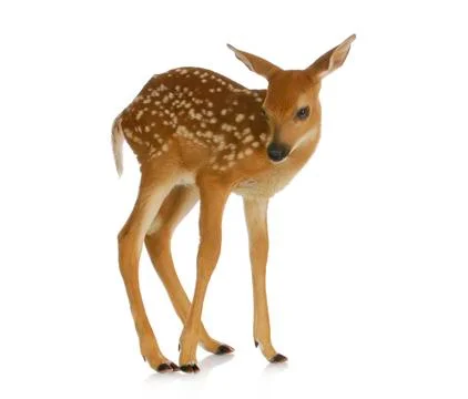 Fawn Foto stock