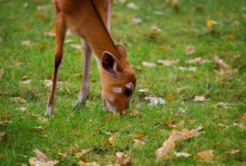Fawn Stock Photos