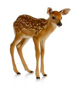 Fawn Stock Photos