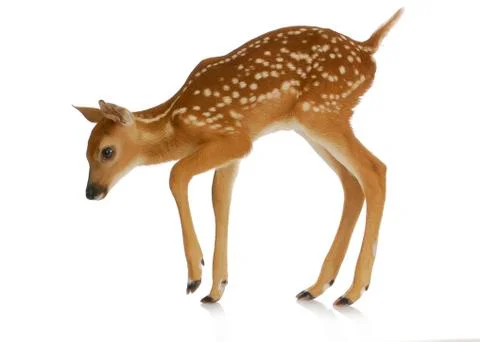 Fawn Stock Photos