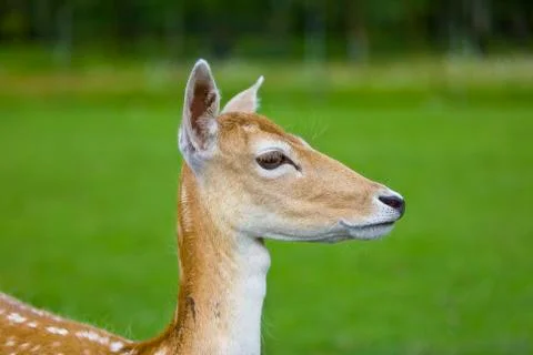 Fawn Stock Photos