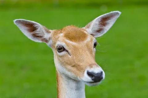 Fawn Stock Photos
