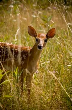 Fawn Stock Photos