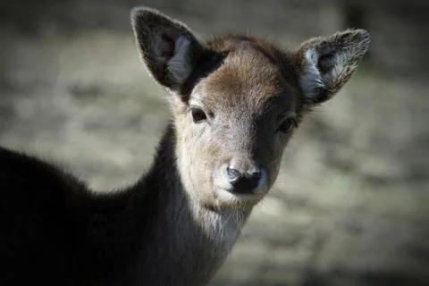 Fawn Foto stock