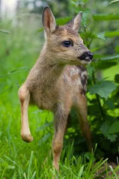  fawn Stock Photos