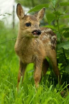 fawn Stock Photos