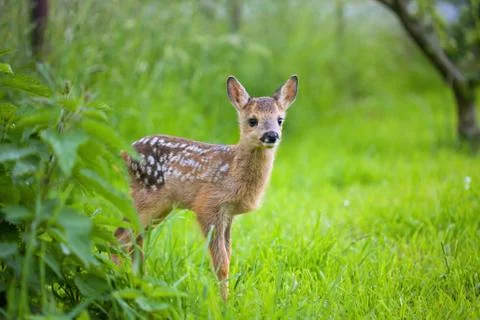  fawn Stock Photos