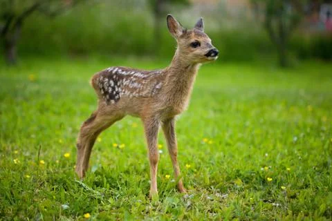  fawn Stock Photos