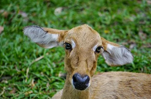 Fawn portrait Stock Photos