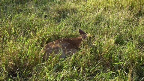 The fawn rests in the grass under the sunshine Stock Footage 305793887