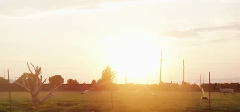 Fawn running in the field while water being sprinkled 動画素材 76274623